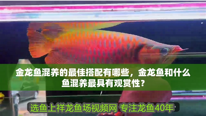 金龍魚混養的最佳搭配有哪些，金龍魚和什么魚混養最具有觀賞性？