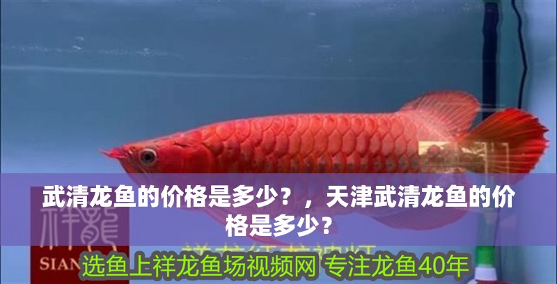 武清龍魚的價格是多少？，天津武清龍魚的價格是多少？