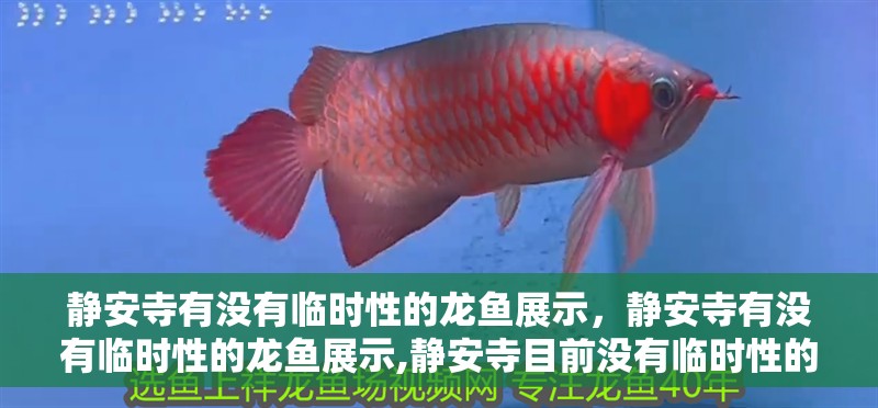 靜安寺有沒(méi)有臨時(shí)性的龍魚(yú)展示，靜安寺有沒(méi)有臨時(shí)性的龍魚(yú)展示,靜安寺目前沒(méi)有臨時(shí)性的龍魚(yú)展示