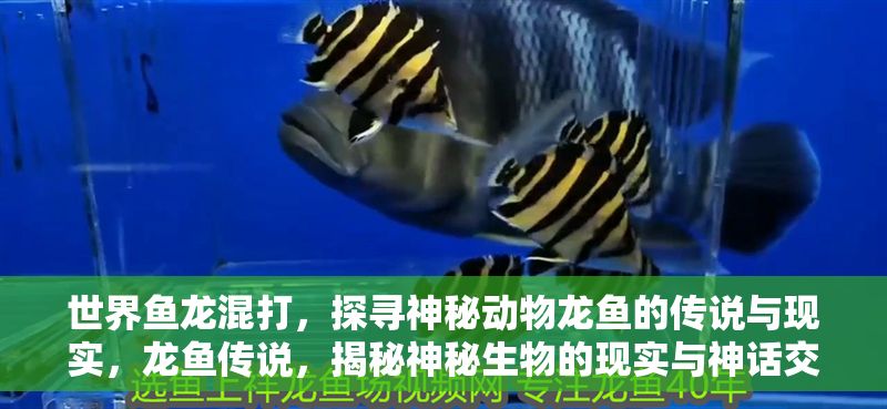 世界魚龍混打，探尋神秘動物龍魚的傳說與現實，龍魚傳說，揭秘神秘生物的現實與神話交織之謎