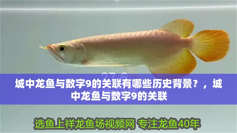 城中龍魚與數字9的關聯有哪些歷史背景？，城中龍魚與數字9的關聯
