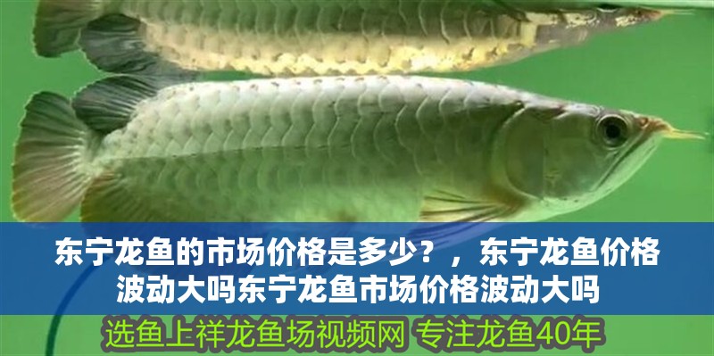 東寧龍魚的市場價格是多少？，東寧龍魚價格波動大嗎東寧龍魚市場價格波動大嗎