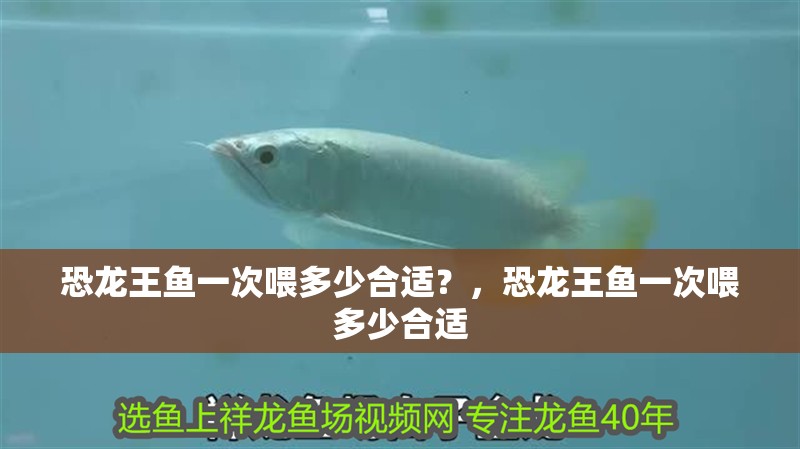 玻璃做魚缸怎么粘才牢固:如何自制玻璃魚缸 恐龍王魚一次喂多少合適?,恐龍王魚一次喂多少合適 龍魚百科 恐龍王魚一次喂多少合適?,恐龍王魚一次喂多少合適 恐龍王魚一次喂多少合適?,恐龍王魚一次喂多少合適 龍魚百科