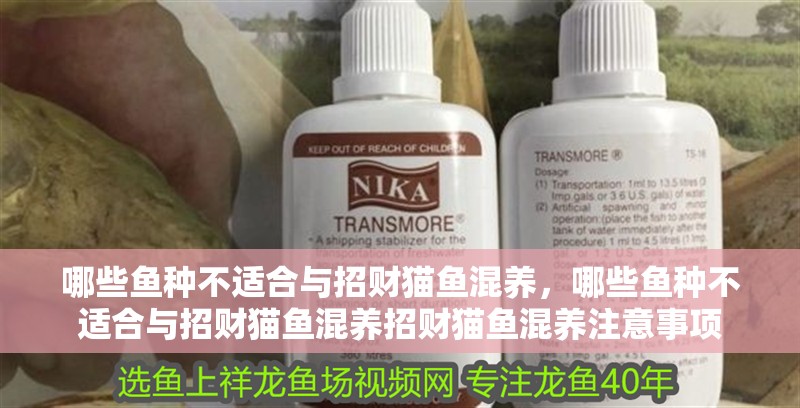 哪些魚種不適合與招財貓魚混養(yǎng)，哪些魚種不適合與招財貓魚混養(yǎng)招財貓魚混養(yǎng)注意事項