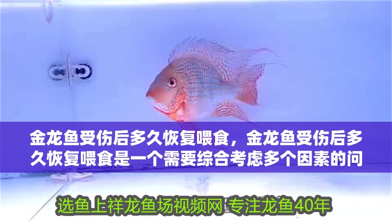 金龍魚受傷后多久恢復(fù)喂食，金龍魚受傷后多久恢復(fù)喂食是一個需要綜合考慮多個因素的問題