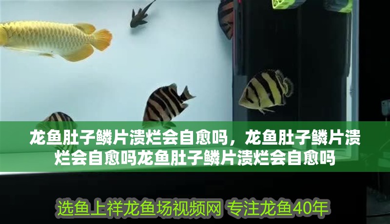 龍魚肚子鱗片潰爛會自愈嗎，龍魚肚子鱗片潰爛會自愈嗎龍魚肚子鱗片潰爛會自愈嗎