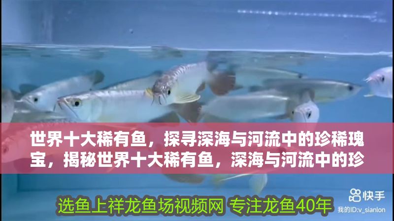 世界十大稀有魚，探尋深海與河流中的珍稀瑰寶，揭秘世界十大稀有魚，深海與河流中的珍稀瑰寶