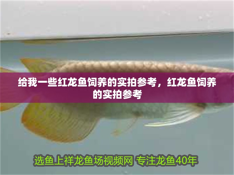 給我一些紅龍魚飼養的實拍參考，紅龍魚飼養的實拍參考