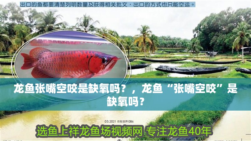 龍魚張嘴空咬是缺氧嗎？，龍魚“張嘴空咬”是缺氧嗎？