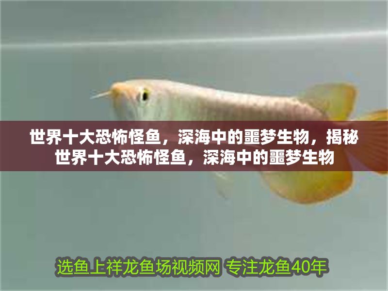 世界十大恐怖怪魚，深海中的噩夢生物，揭秘世界十大恐怖怪魚，深海中的噩夢生物