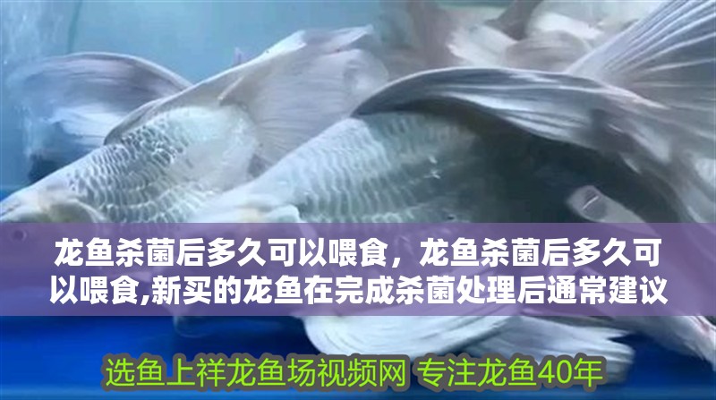 龍魚殺菌后多久可以喂食，龍魚殺菌后多久可以喂食,新買的龍魚在完成殺菌處理后通常建議等待 龍魚殺菌后多久可以喂食，龍魚殺菌后多久可以喂食,新買的龍魚在完成殺菌處理后通常建議等待 龍魚百科