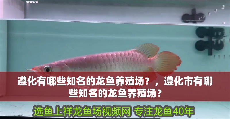 遵化有哪些知名的龍魚養殖場？，遵化市有哪些知名的龍魚養殖場？