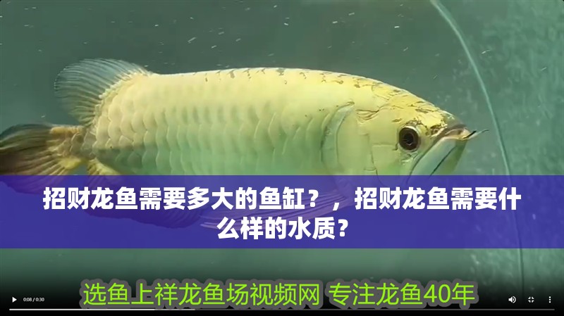 招財龍魚需要多大的魚缸？，招財龍魚需要什么樣的水質？