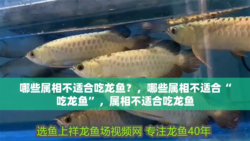 哪些屬相不適合吃龍魚？，哪些屬相不適合“吃龍魚”，屬相不適合吃龍魚 哪些屬相不適合吃龍魚？，哪些屬相不適合“吃龍魚”，屬相不適合吃龍魚 龍魚百科