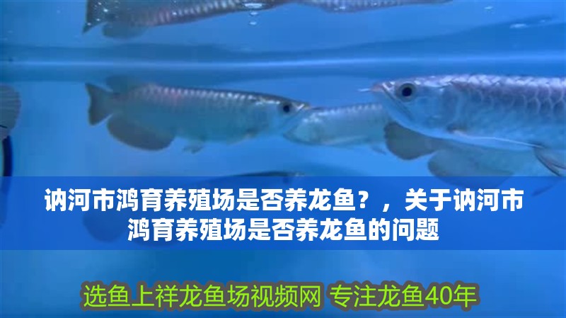 訥河市鴻育養殖場是否養龍魚？，關于訥河市鴻育養殖場是否養龍魚的問題
