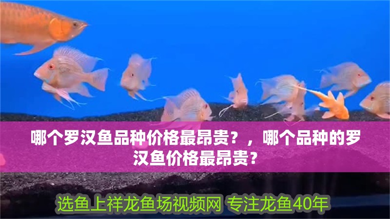 哪個(gè)羅漢魚(yú)品種價(jià)格最昂貴？，哪個(gè)品種的羅漢魚(yú)價(jià)格最昂貴？