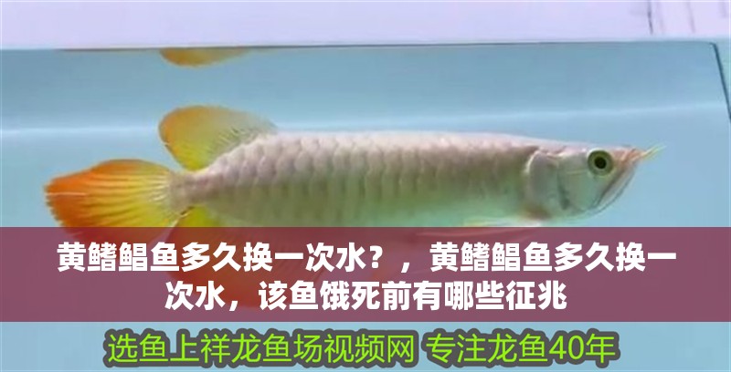 魚缸用增氧泵價格是多少:魚缸增氧機-xtrac增氧機-xtrac增氧機 黃鰭鯧魚多久換一次水?,黃鰭鯧魚多久換一次水,該魚餓死前有哪些征兆 龍魚百科 黃鰭鯧魚多久換一次水?,黃鰭鯧魚多久換一次水,該魚餓死前有哪些征兆 黃鰭鯧魚多久換一次水?,黃鰭鯧魚多久換一次水,該魚餓死前有哪些征兆 龍魚百科