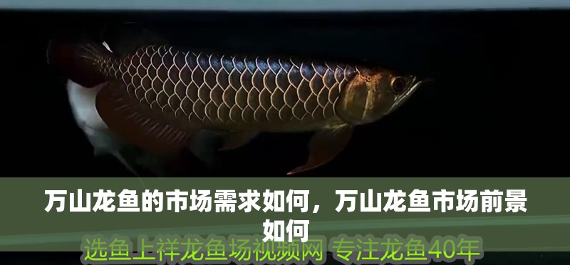 萬山龍魚的市場需求如何，萬山龍魚市場前景如何