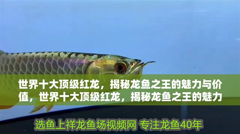 世界十大頂級紅龍，揭秘龍魚之王的魅力與價值，世界十大頂級紅龍，揭秘龍魚之王的魅力與價值