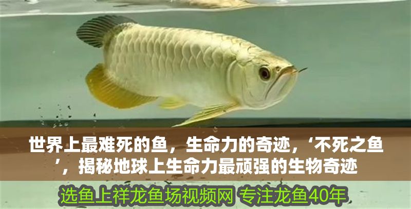 世界上最難死的魚，生命力的奇跡，‘不死之魚’，揭秘地球上生命力最頑強的生物奇跡 世界上最難死的魚，生命力的奇跡，‘不死之魚’，揭秘地球上生命力最頑強的生物奇跡 龍魚百科 第1張
