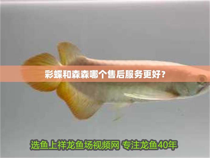 彩蝶和森森哪個售后服務更好？