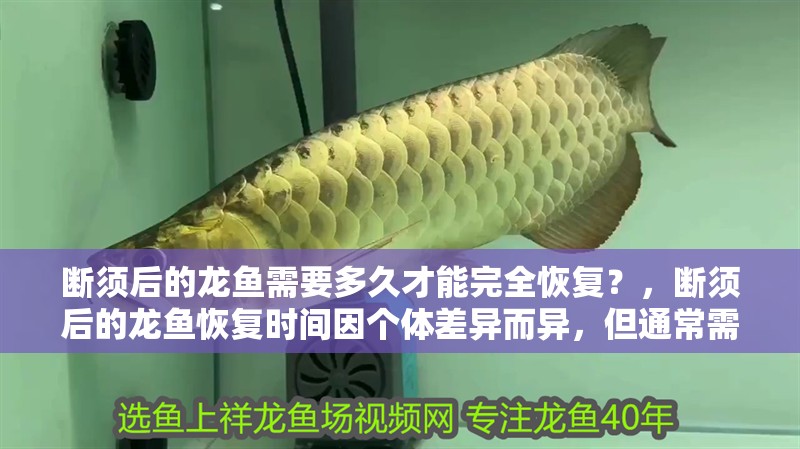 斷須后的龍魚需要多久才能完全恢復(fù)？，斷須后的龍魚恢復(fù)時(shí)間因個(gè)體差異而異，但通常需要約2周時(shí)間
