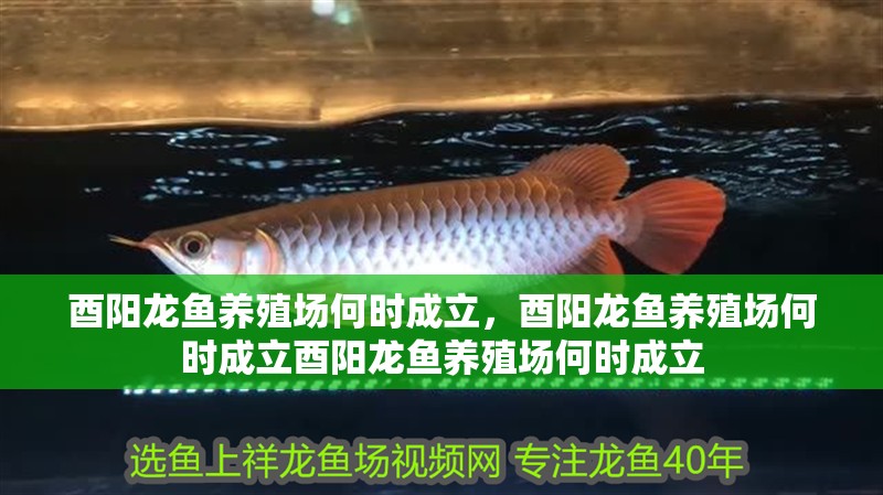 酉陽龍魚養殖場何時成立，酉陽龍魚養殖場何時成立酉陽龍魚養殖場何時成立