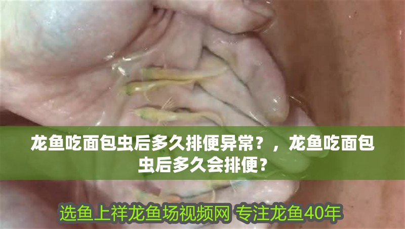 龍魚吃面包蟲后多久排便異常？，龍魚吃面包蟲后多久會排便？