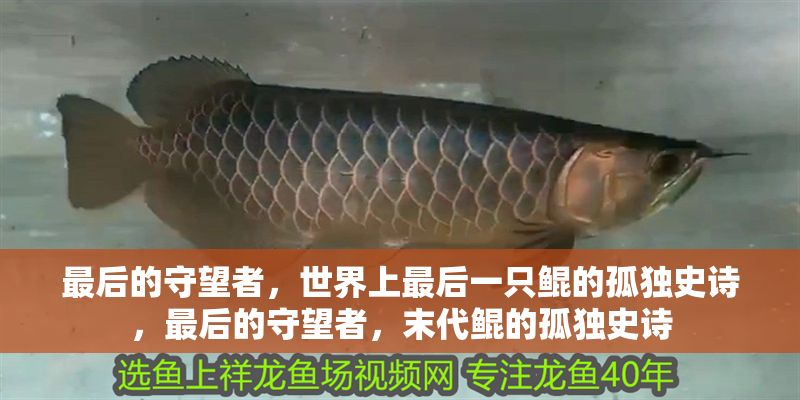 最后的守望者，世界上最后一只鯤的孤獨史詩，最后的守望者，末代鯤的孤獨史詩