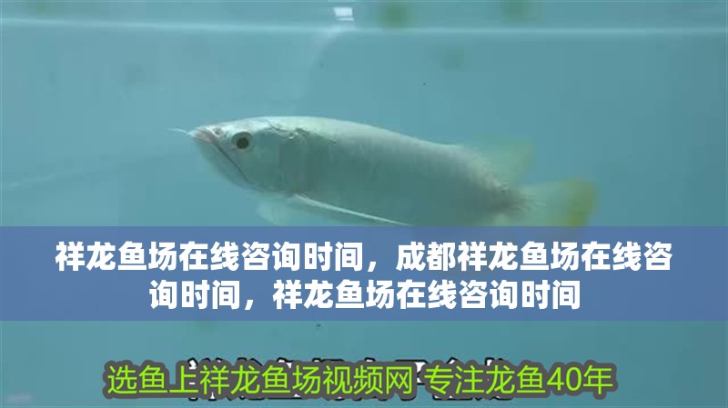 祥龍魚場在線咨詢時間，成都祥龍魚場在線咨詢時間，祥龍魚場在線咨詢時間 祥龍魚場在線咨詢時間，成都祥龍魚場在線咨詢時間，祥龍魚場在線咨詢時間 龍魚百科