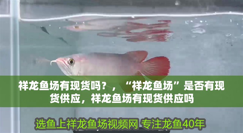 祥龍魚場有現貨嗎？，“祥龍魚場”是否有現貨供應，祥龍魚場有現貨供應嗎