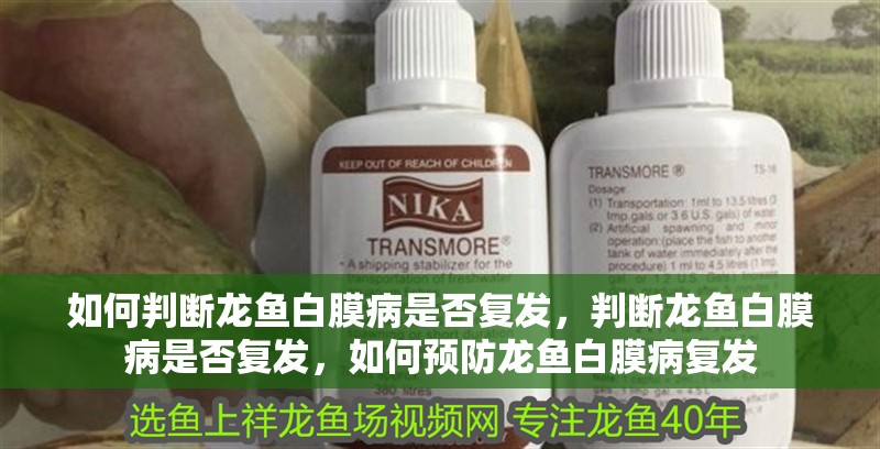 如何判斷龍魚白膜病是否復發，判斷龍魚白膜病是否復發，如何預防龍魚白膜病復發 如何判斷龍魚白膜病是否復發，判斷龍魚白膜病是否復發，如何預防龍魚白膜病復發 龍魚百科