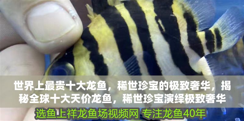 世界上最貴十大龍魚，稀世珍寶的極致奢華，揭秘全球十大天價龍魚，稀世珍寶演繹極致奢華