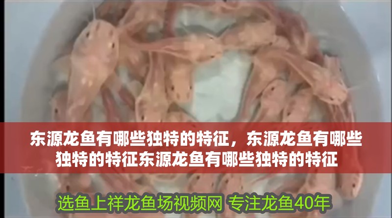 東源龍魚有哪些獨特的特征，東源龍魚有哪些獨特的特征東源龍魚有哪些獨特的特征