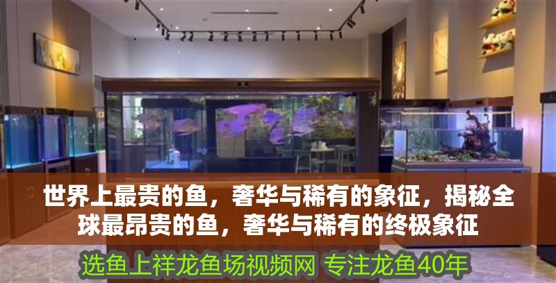 世界上最貴的魚，奢華與稀有的象征，揭秘全球最昂貴的魚，奢華與稀有的終極象征