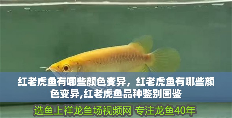 紅老虎魚有哪些顏色變異，紅老虎魚有哪些顏色變異,紅老虎魚品種鑒別圖鑒