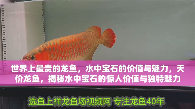 世界上最貴的龍魚，水中寶石的價值與魅力，天價龍魚，揭秘水中寶石的驚人價值與獨特魅力