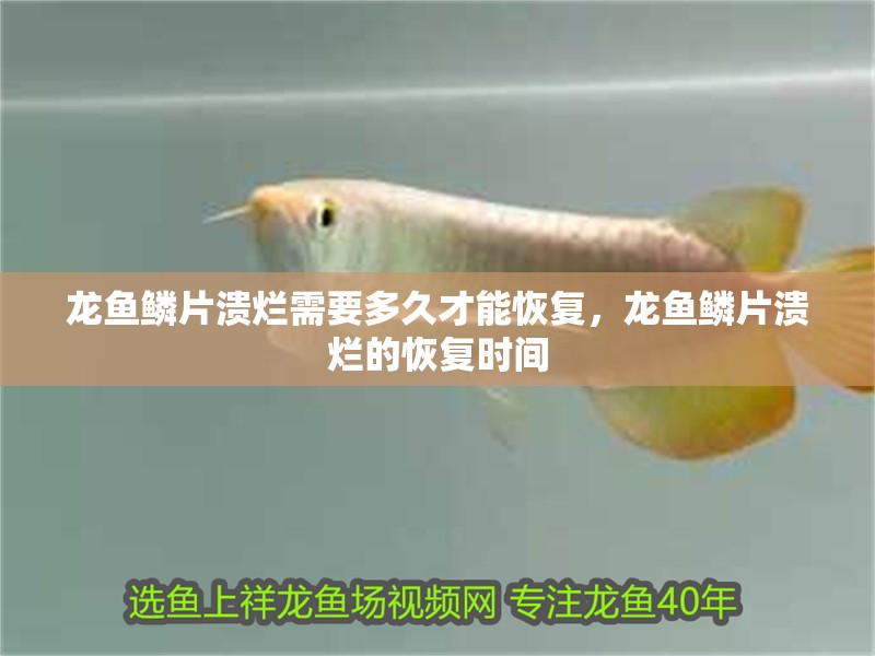龍魚鱗片潰爛需要多久才能恢復，龍魚鱗片潰爛的恢復時間