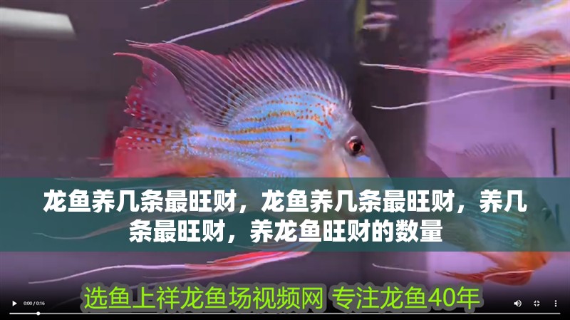 龍魚養(yǎng)幾條最旺財，龍魚養(yǎng)幾條最旺財，養(yǎng)幾條最旺財，養(yǎng)龍魚旺財?shù)臄?shù)量