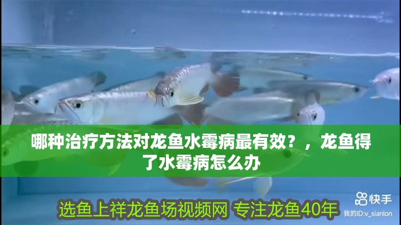 哪種治療方法對龍魚水霉病最有效？，龍魚得了水霉病怎么辦