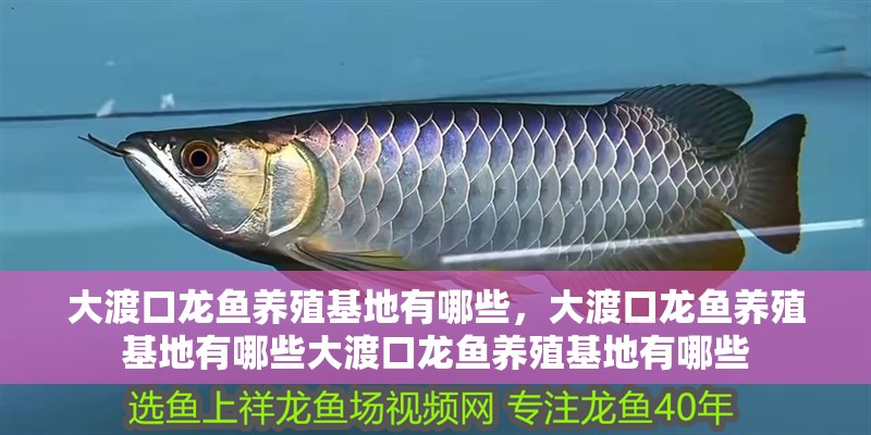 大渡口龍魚養殖基地有哪些，大渡口龍魚養殖基地有哪些大渡口龍魚養殖基地有哪些