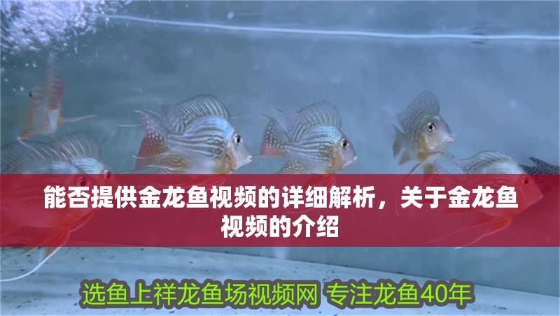 能否提供金龍魚視頻的詳細(xì)解析，關(guān)于金龍魚視頻的介紹