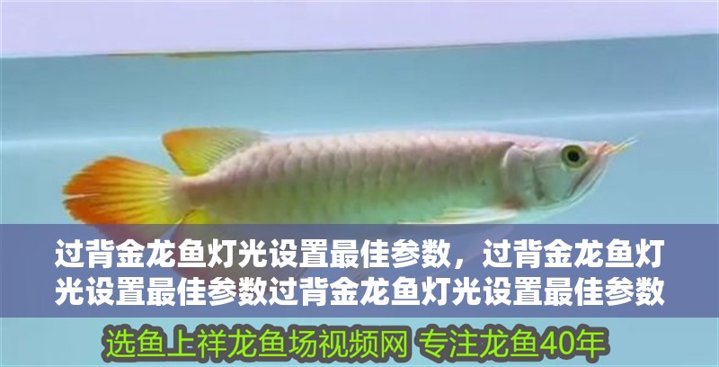 過背金龍魚燈光設置最佳參數，過背金龍魚燈光設置最佳參數過背金龍魚燈光設置最佳參數 過背金龍魚燈光設置最佳參數，過背金龍魚燈光設置最佳參數過背金龍魚燈光設置最佳參數 龍魚百科