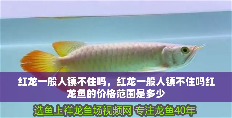 紅龍一般人鎮(zhèn)不住嗎，紅龍一般人鎮(zhèn)不住嗎紅龍魚的價格范圍是多少