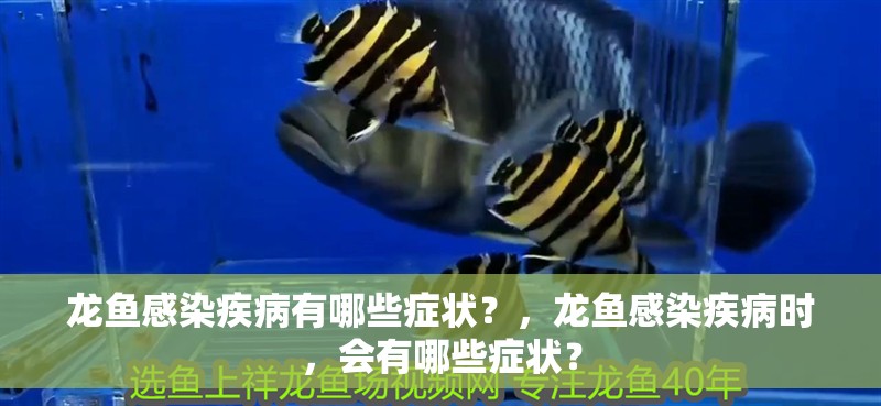龍魚感染疾病有哪些癥狀？，龍魚感染疾病時，會有哪些癥狀？