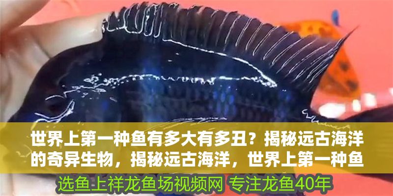 世界上第一種魚有多大有多丑？揭秘遠古海洋的奇異生物，揭秘遠古海洋，世界上第一種魚究竟有多大、多丑？ 世界上第一種魚有多大有多丑？揭秘遠古海洋的奇異生物，揭秘遠古海洋，世界上第一種魚究竟有多大、多丑？ 龍魚百科 第1張