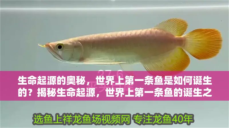 生命起源的奧秘，世界上第一條魚是如何誕生的？揭秘生命起源，世界上第一條魚的誕生之謎 生命起源的奧秘，世界上第一條魚是如何誕生的？揭秘生命起源，世界上第一條魚的誕生之謎 龍魚百科 第1張