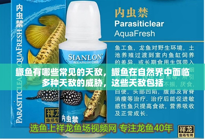 鱖魚有哪些常見的天敵，鱖魚在自然界中面臨多種天敵的威脅，這些天敵包括