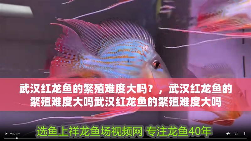 武漢紅龍魚的繁殖難度大嗎？，武漢紅龍魚的繁殖難度大嗎武漢紅龍魚的繁殖難度大嗎