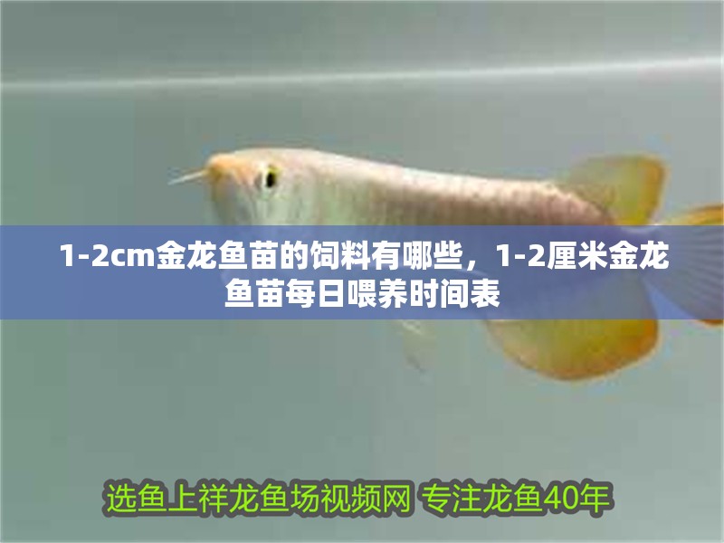 1-2cm金龍魚苗的飼料有哪些，1-2厘米金龍魚苗每日喂養(yǎng)時間表